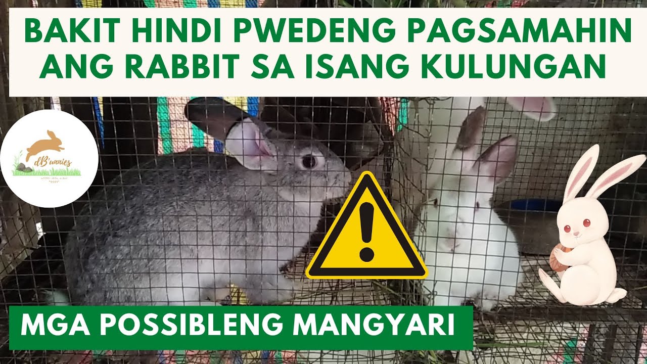 BAKIT HINDI PWEDE PAGSAMAHIN ANG RABBIT SA ISANG KULUNGAN | IS IT OK TO PUT MORE RABBITS IN ONE CAGE