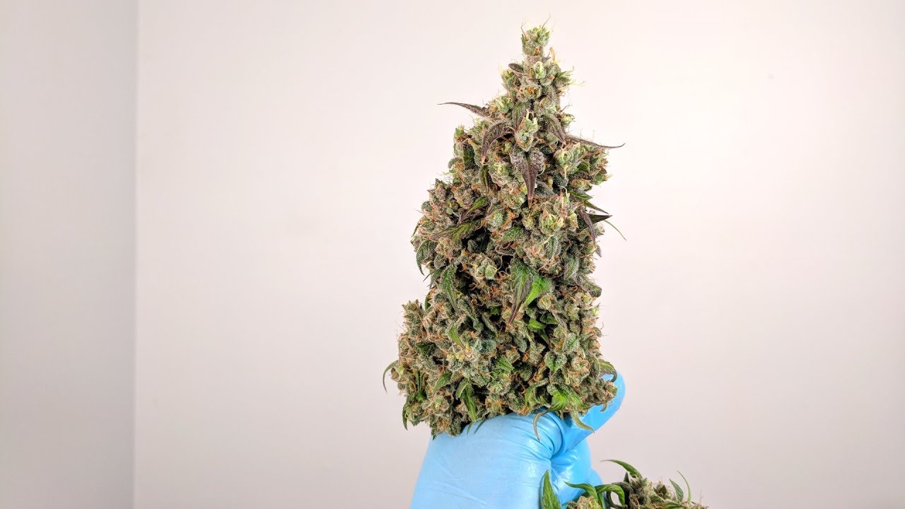 AUTOFLOWER HARVEST: ENTIRE PROCESS