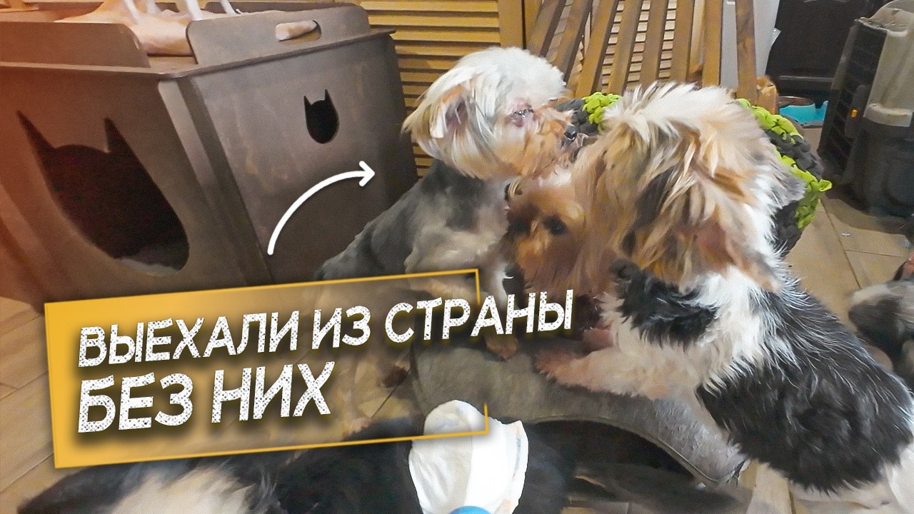 Забираем сразу трёх йорков ! Как их встретят наши?!