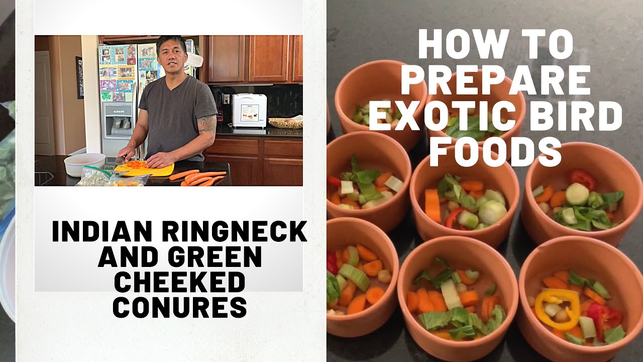 HOW TO FEED EXOTIC BIRDS I INDIAN RINGNECK & GREEN-CHEEKED CONURES