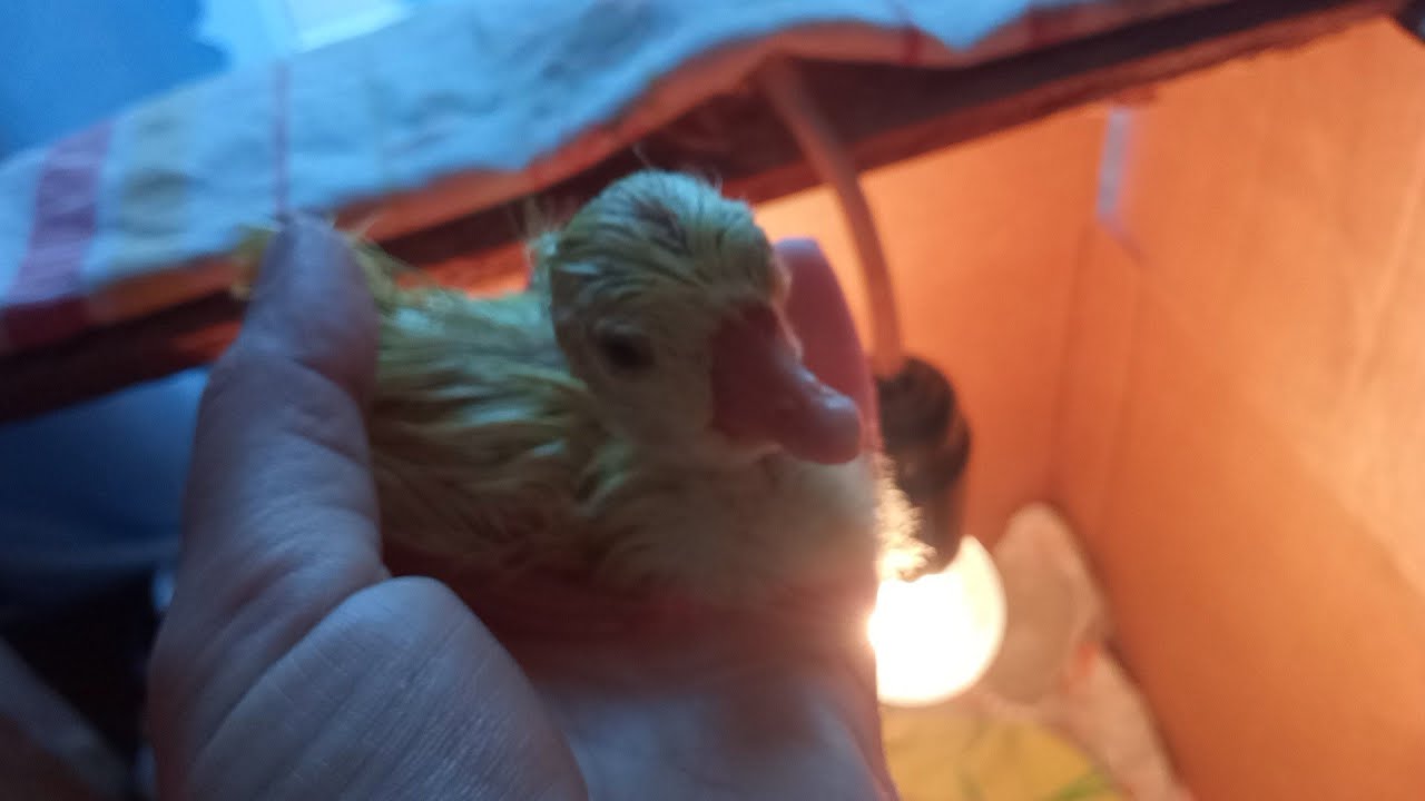 Мои малыши самые хорошие смелые умелые🐤цыплята гусята🐣 Как поднять себе настроение🤩Заряд бодрости 🌸👍