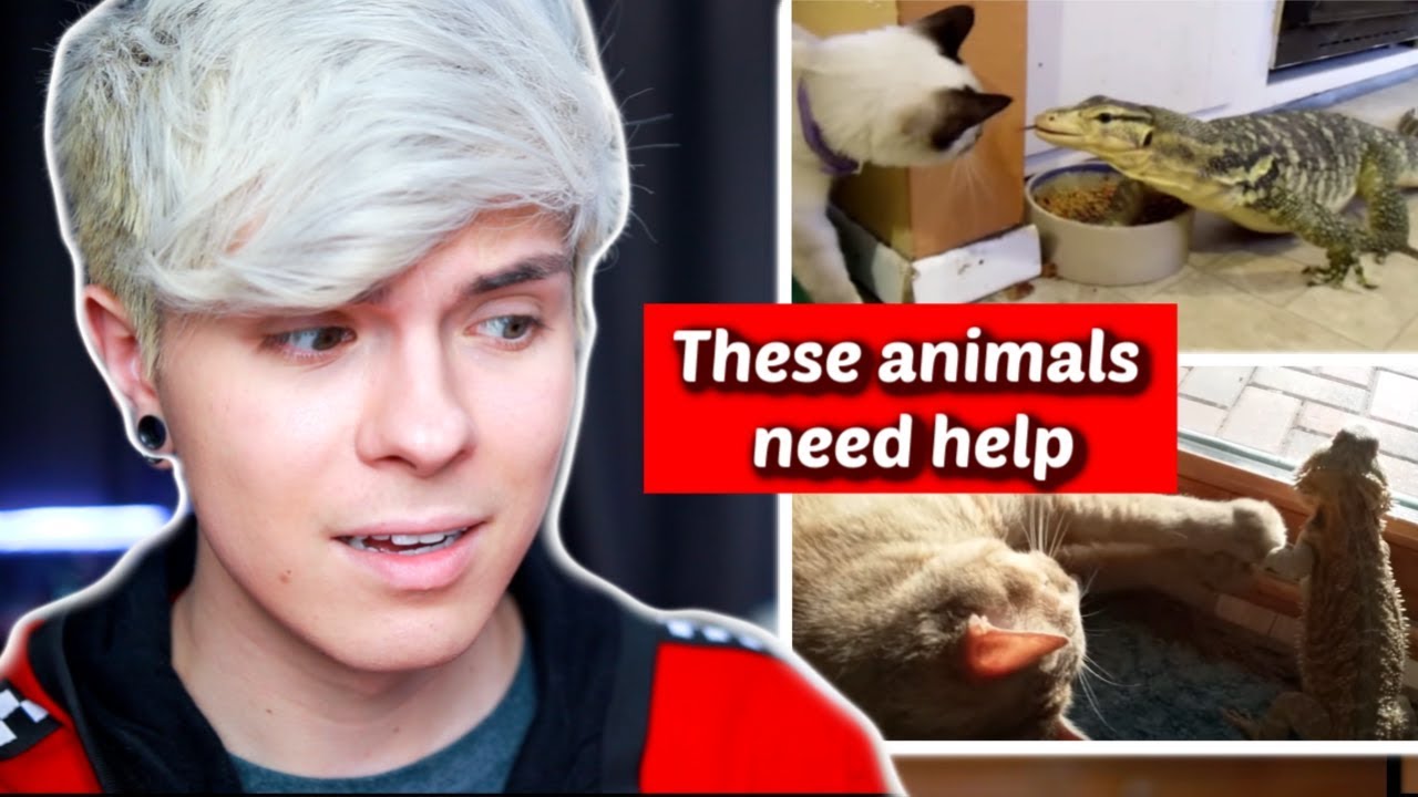 Pet Youtuber Reacts to Viral Lizard Compilation! *Cringe*