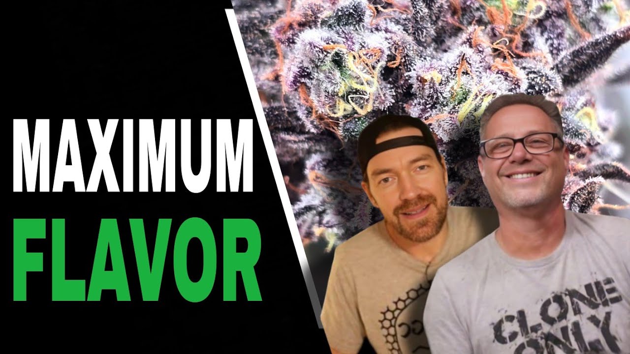 Follow THESE 3 Cannabis Drying Tips for Smoother, Tastier Harvests