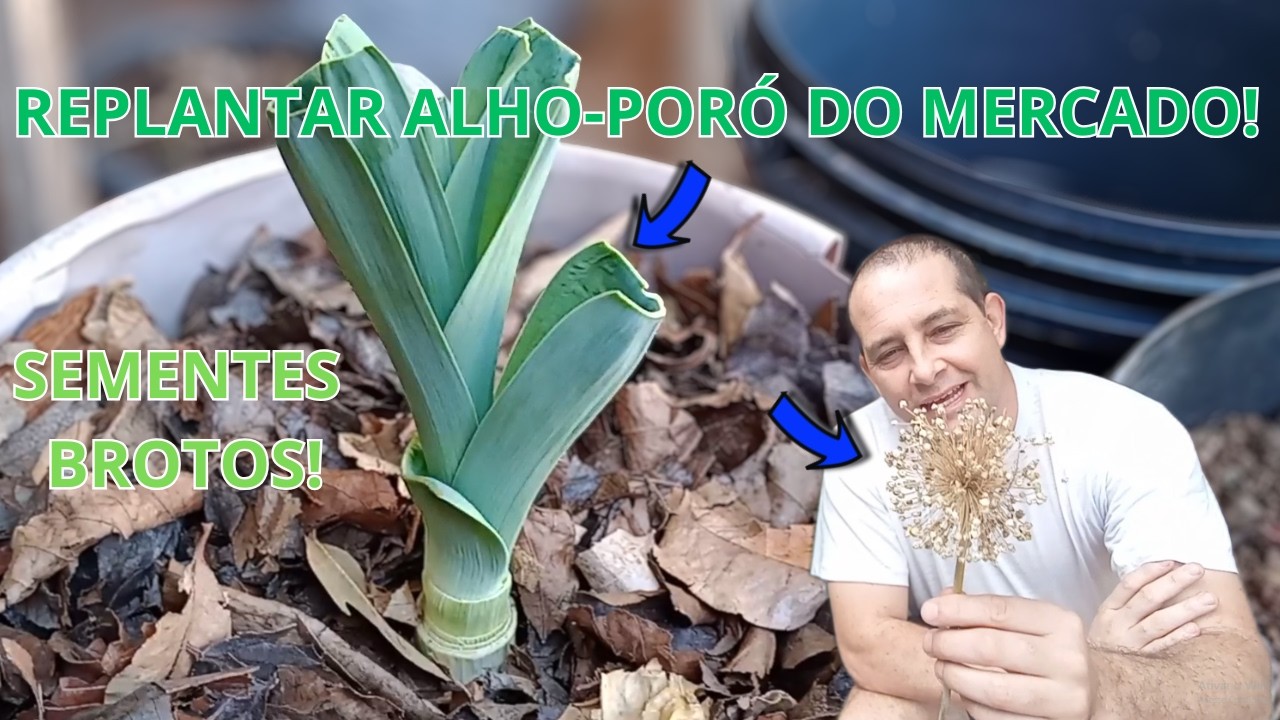 Como Plantar Alho-Poró do Mercado (Deu Semente e Broto Novo!) 🌱