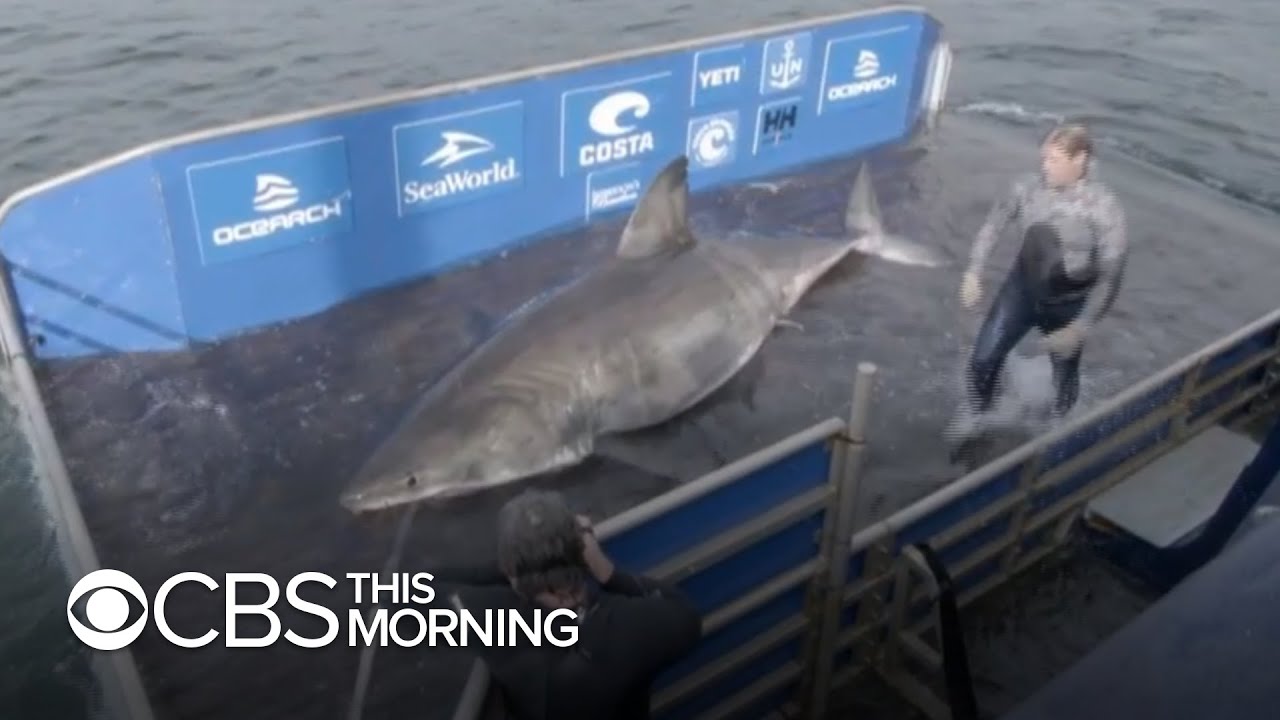 Massive, 50-year-old great white shark nicknamed 