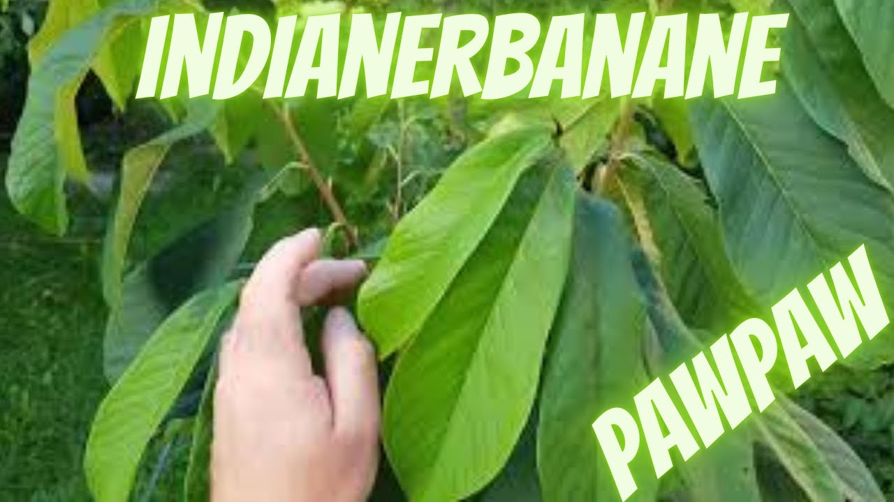 Indianerbanane Paw Paw , Pflanzen, Pflegen, Sorten