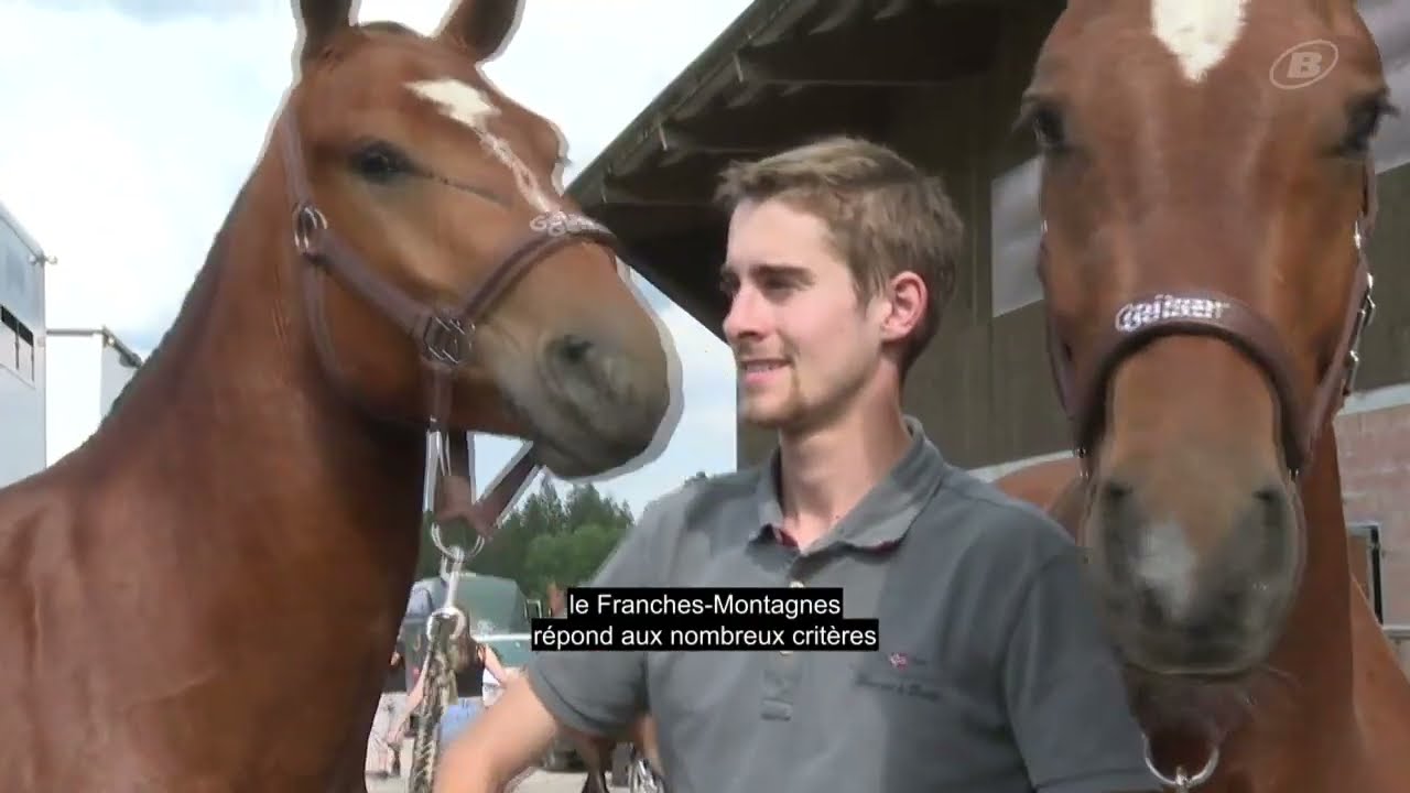 L'armée italienne achète douze chevaux des Franches-Montagnes