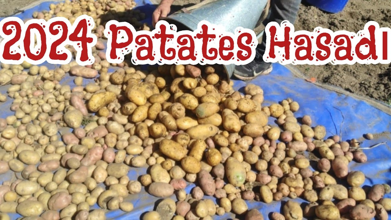 2024 Patates Hasadı