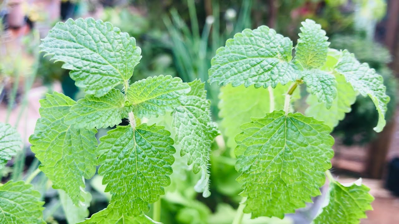 COMO PLANTAR MELISSA VERDADEIRA A MELISSA OFFICINALIS