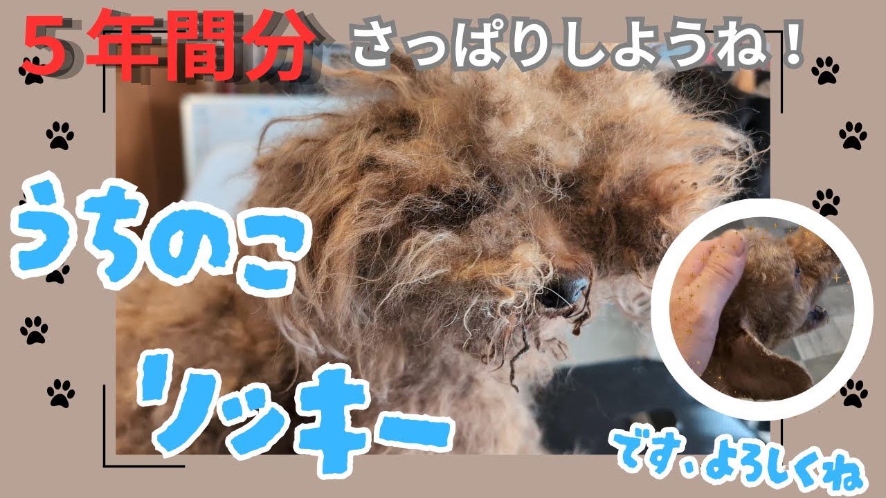 実はリッキーくん、５年間ほどトリミングをしていないそうで！何とかしてほしいとSOS！そんなママさんからのご依頼です　#トリミングサロン ＃トイプー＃保護犬