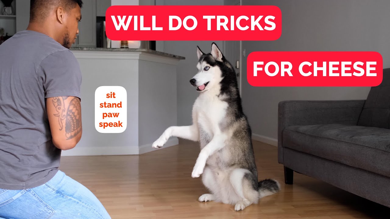 My Dog Does FUN TRICKS!