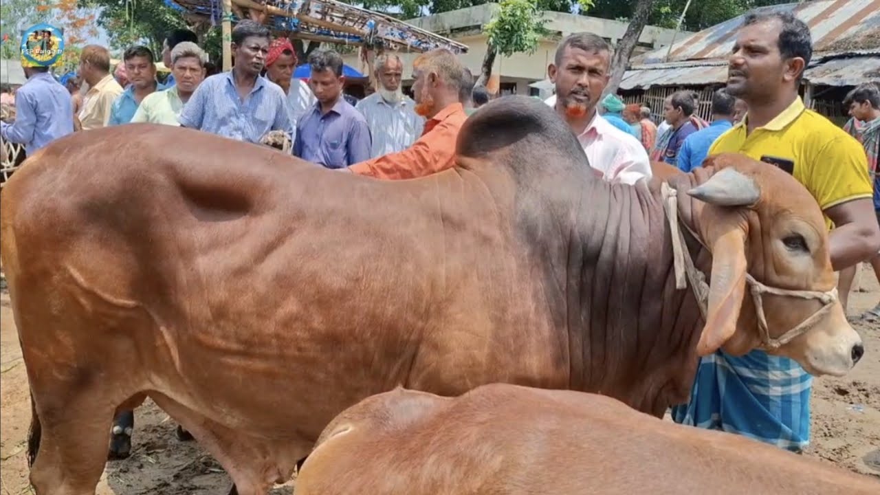 @ 25 May 2025|| ফিরে দেখা খোঁচাবাড়ী হাটে কুরবানির বড় বড় ষাঁড় গরুর কেনা-বেচা|| ঠাকুরগাঁও||