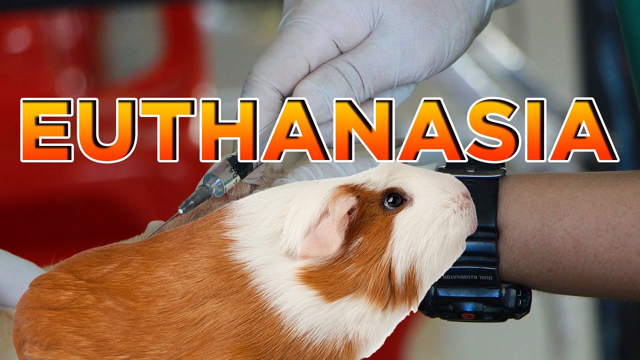 Guinea pig pet euthanasia palliative care with Lyn from Cavy Central