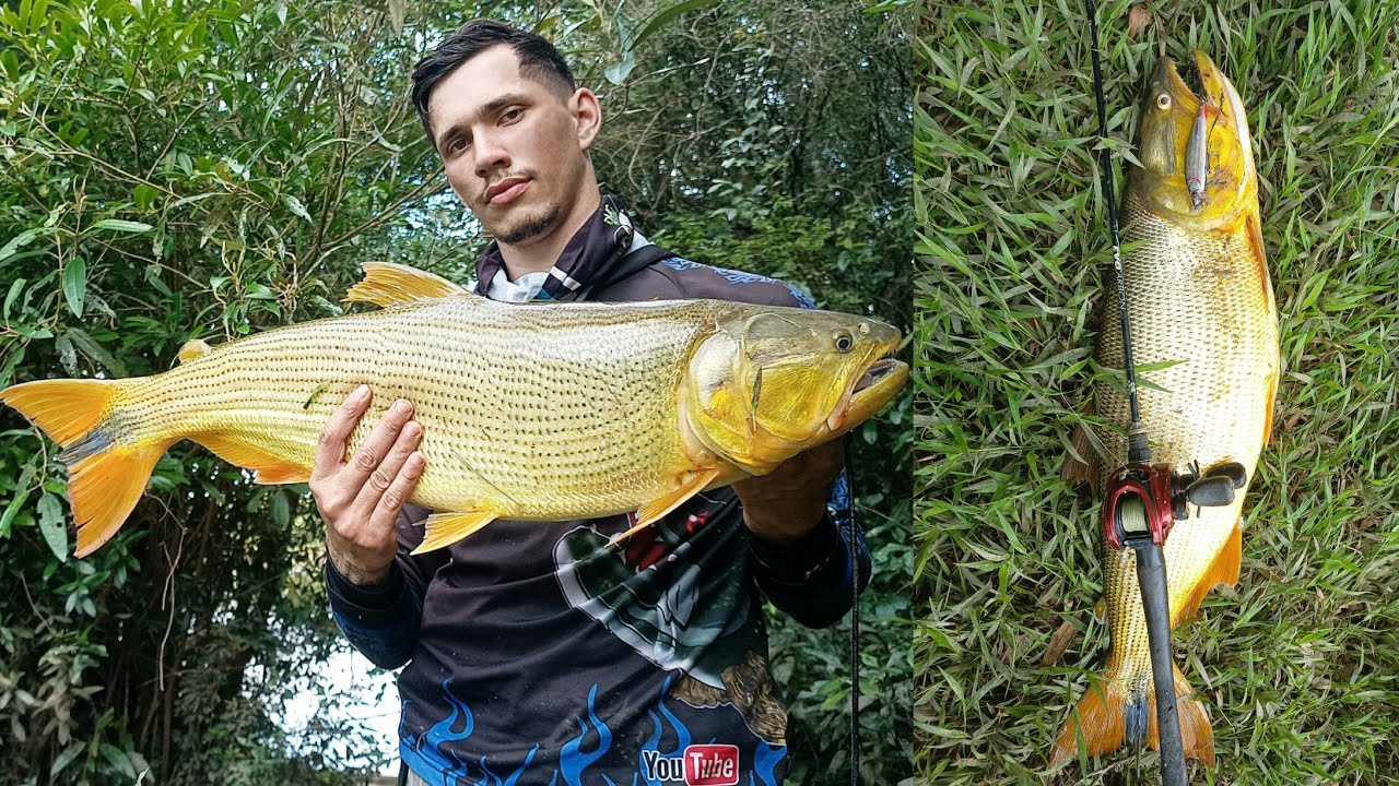 PESCANDO DOURADO NO RIO IGUAÇU!! COM ISCA VIVA E ARTIFICIAL!🎣💥 #pesca #dourado #iguacu #rio #isca