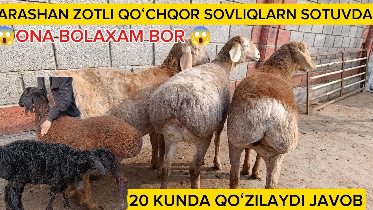 😱NAQT BOGʻOZ SOVLIQLAR BONA BOLA ARASHAN SOVLIQLAR KELDI NARXI OʻTA ARZON SHOSHILAMIZ 😱