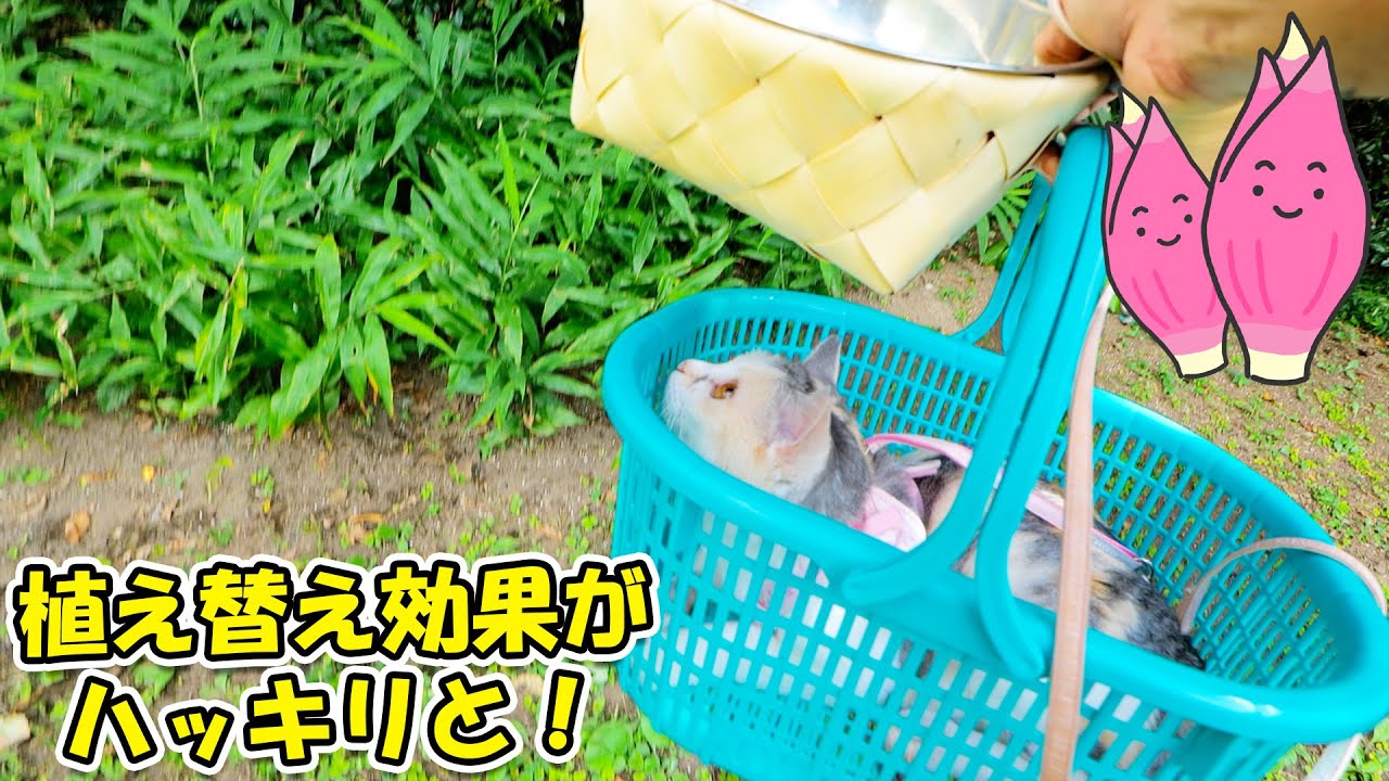 春に植え替えた裏庭ミョウガはその後も次々に花芽が🌱そして今年ももうすぐ‥