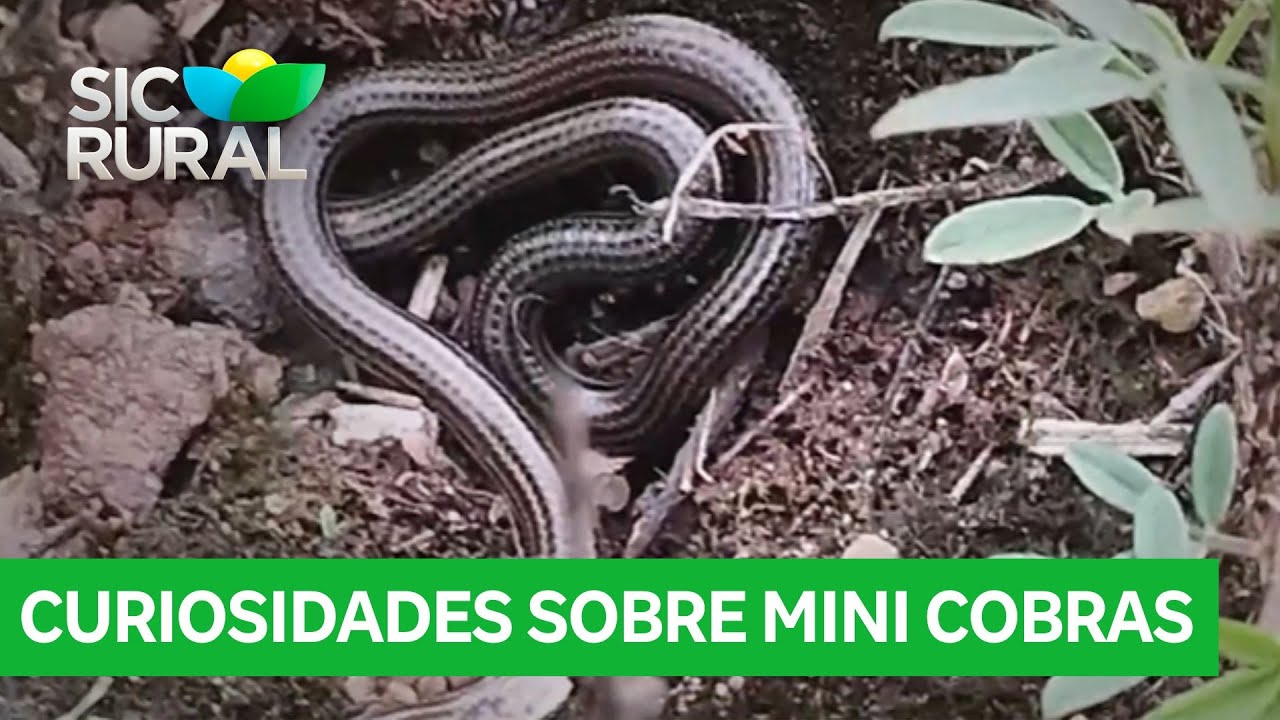 Biólogo explica curiosidades sobre mini cobras