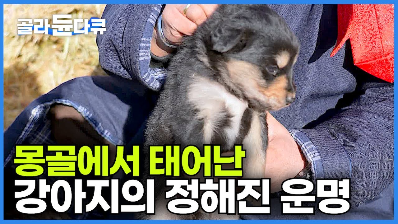 영하 30℃ 혹독한 땅에서 자급자족 먹고 살아가는 몽골 유목민이 강아지를 대하는 자세┃세상에 나쁜 개는 없다! 몽골에서 태어난 강아지의 운명┃방카르┃더 도그┃다큐프라임┃#골라듄다큐