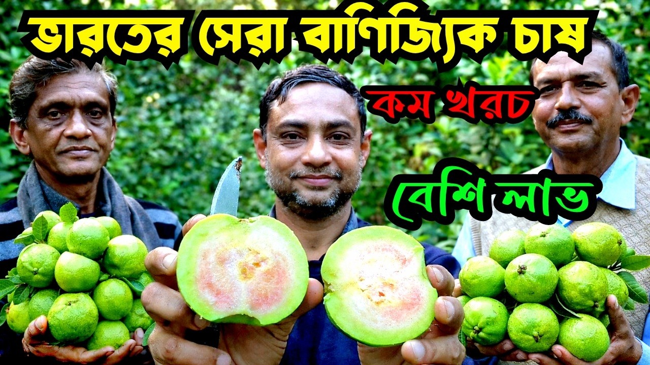 ভারত ও বাংলাদেশের সেরা বাণিজ্যিক চাষ //Selecting  the best Taiwan pink guava saplings