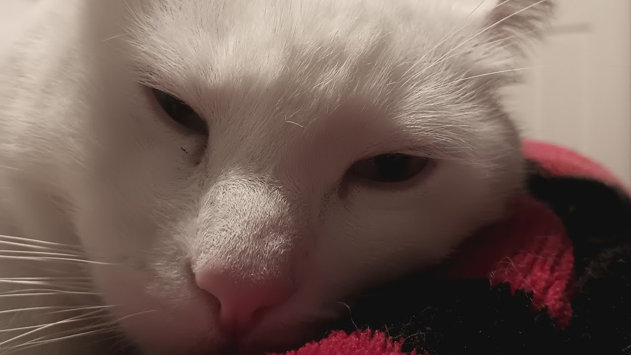 sleeping kittens 😀