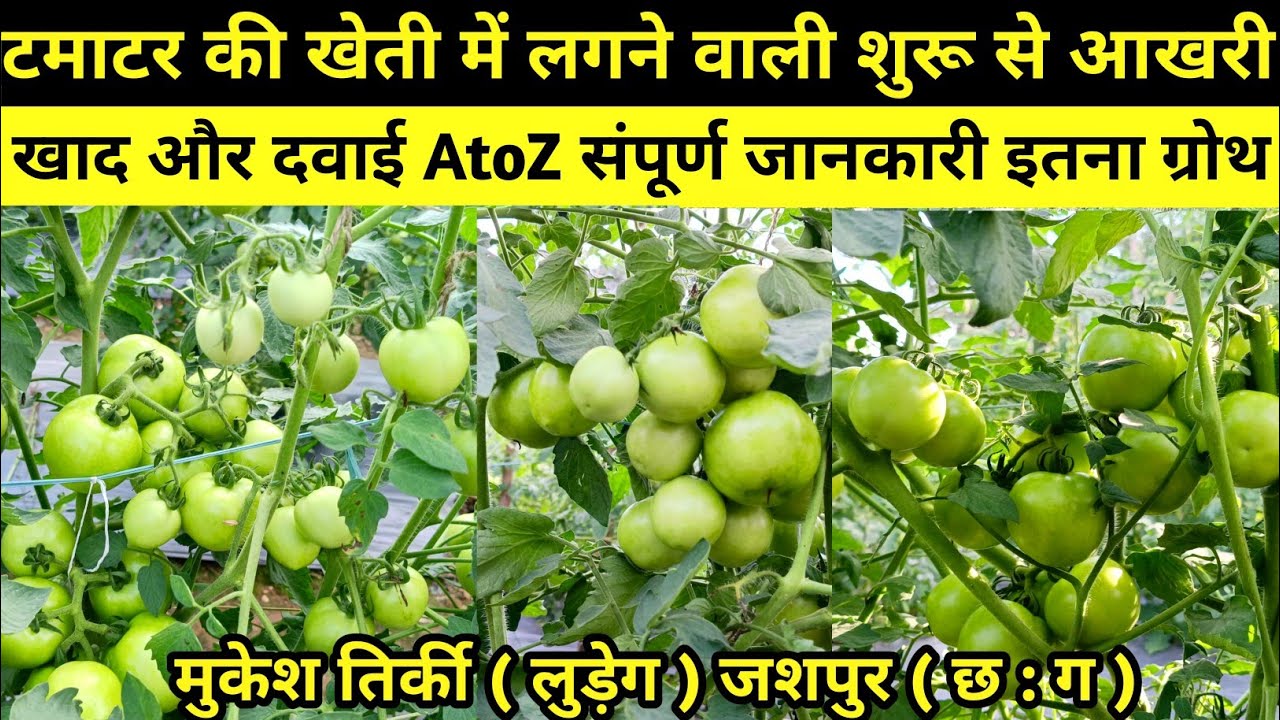 टमाटर की खेती में खाद और दवाई AtoZ संपूर्ण जानकारी #tamatar_ki_kheti #atoz_jankari #दवाई #लुड़ेग 