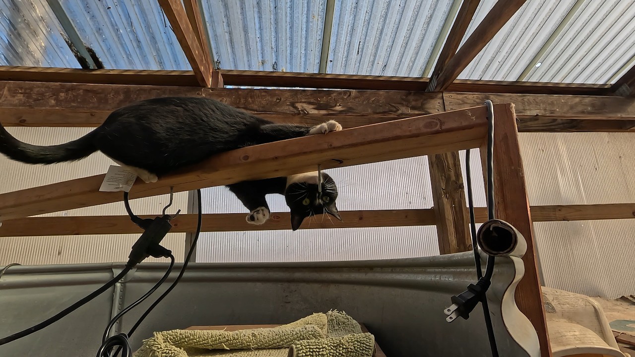 More Barn Cat projects. Part one, what did Ash do?