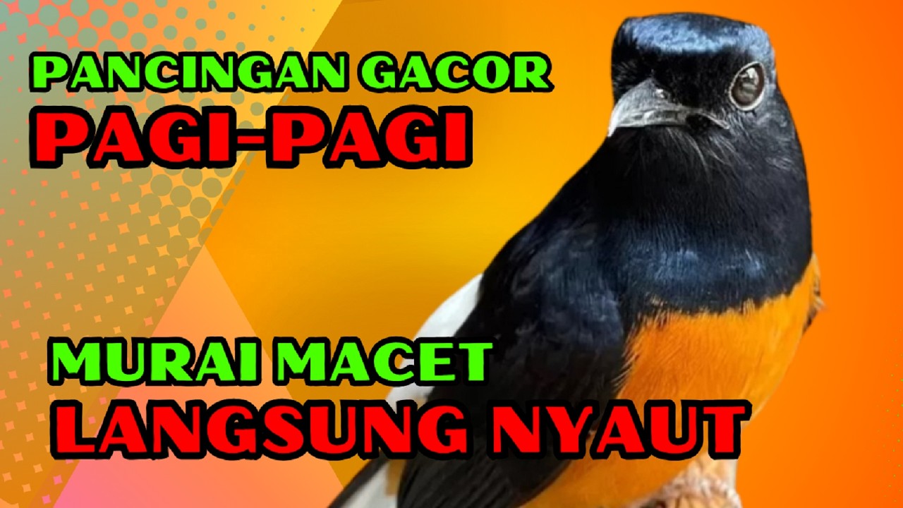 pancingan murai batu GACOR ampuh JADIKAN murai MACET nyaut EMOSI❗❗