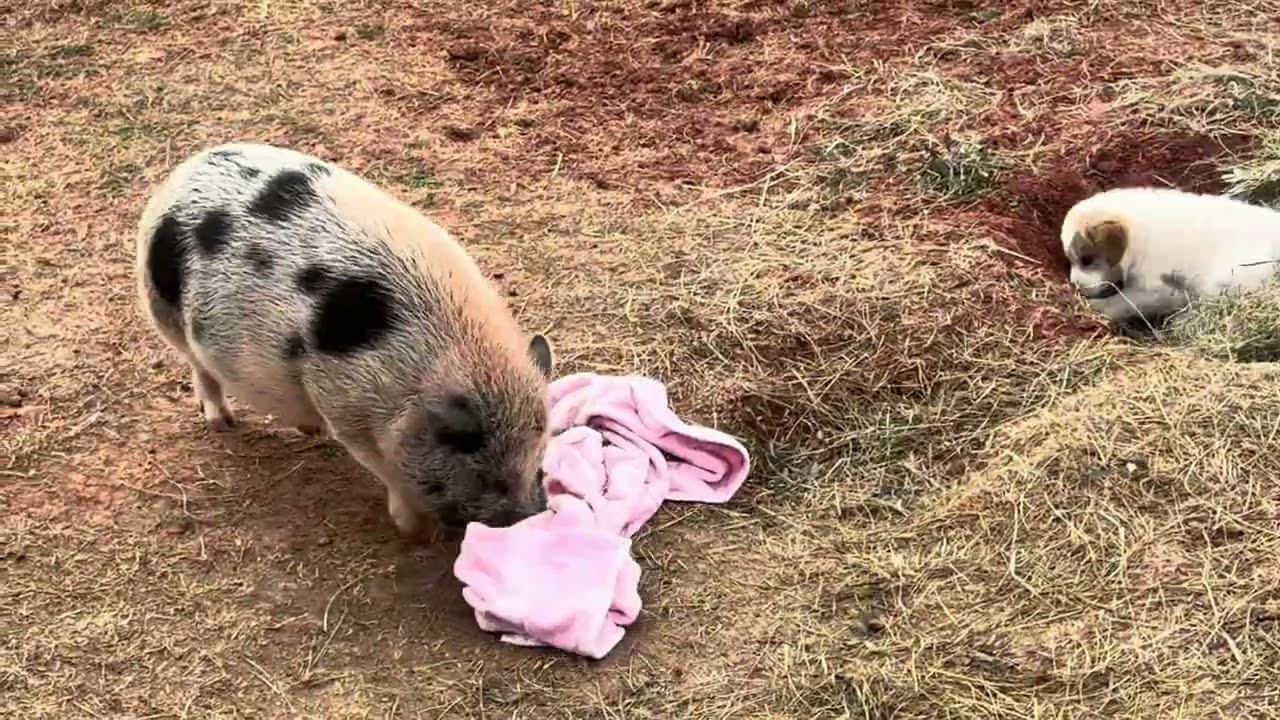 PORKYS TOWEL!! #funnypig#homesteading #funnyvideo 
