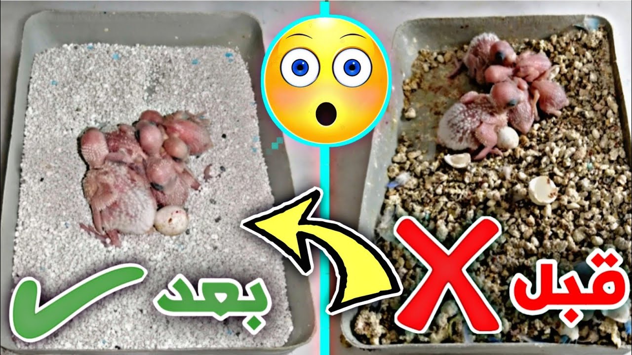 تنظيف عش البادجي / وتعقيمها من الفاش