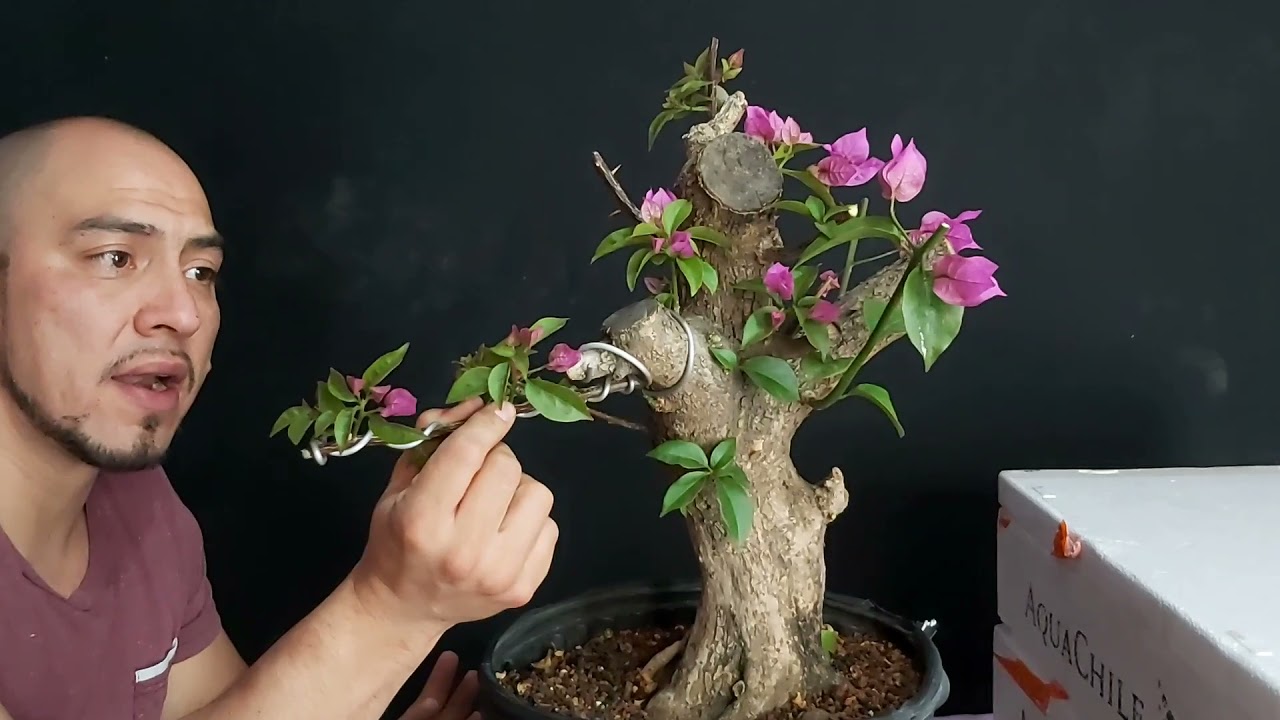 como hacer un bonsai de bugambillia