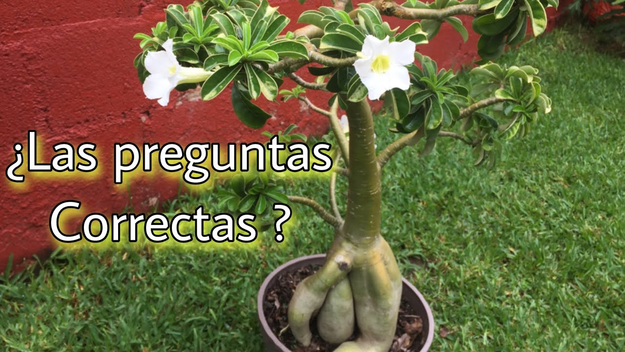 Identificar problemas en nuestras Rosas del Desierto (Adenium)