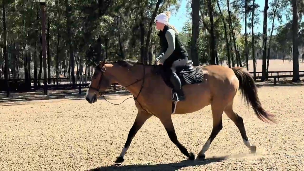 Pookie - Available for lease 