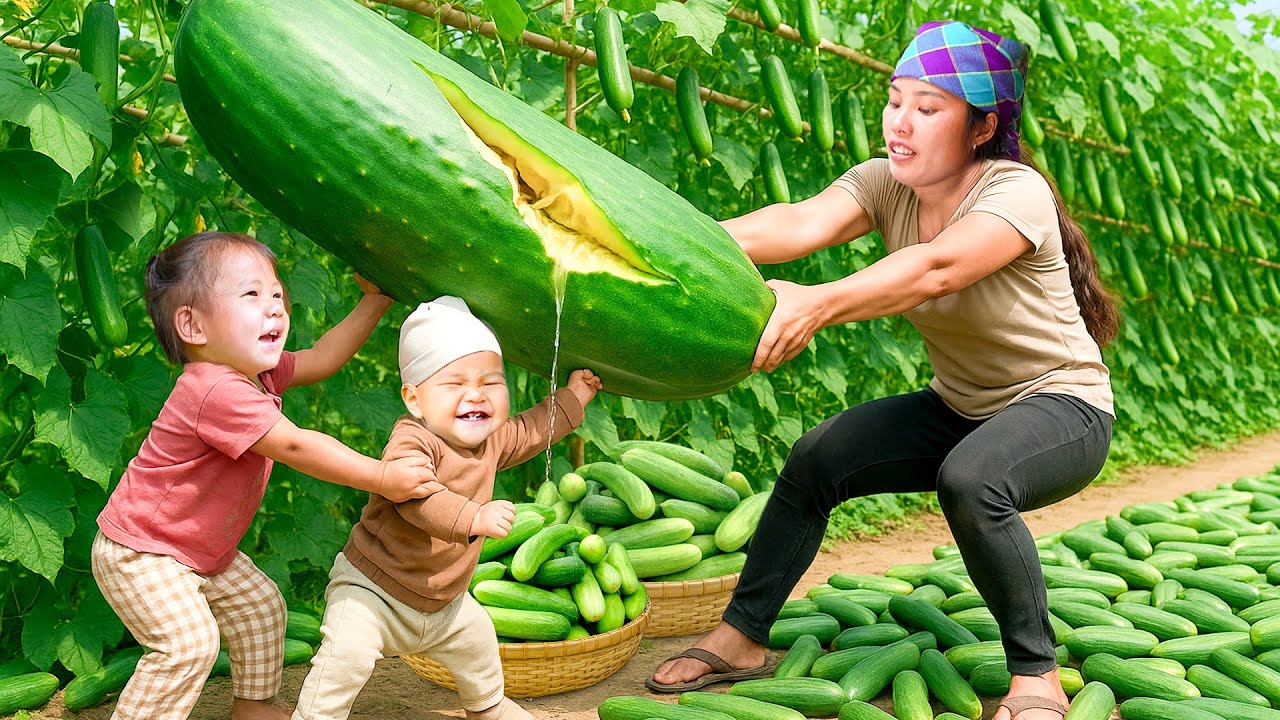Harvesting 100kg+ Giant Cucumber to Sell at Market and Buy Toy for Children - Trap Fish in the River
