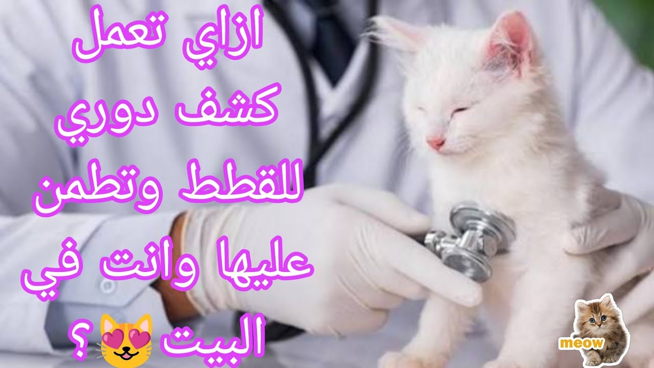 ازاي تعمل كشف دوري للقطط وتطمن عليها وانت في البيت😻؟