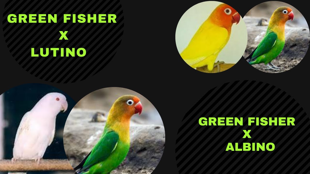 Green fisher x Albino | Green fisher x Lutino | Cross Breed | Urdu/Hindi