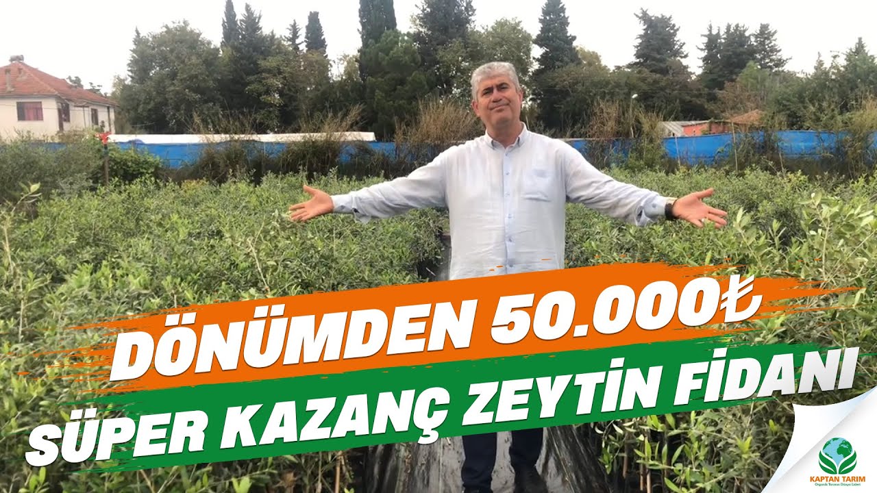 2 Yaş İspanyol Arbequina Bodur Zeytin Fidanı | D&Ouml;N&Uuml;MDEN 50.000₺ S&uuml;per Kazan&ccedil;