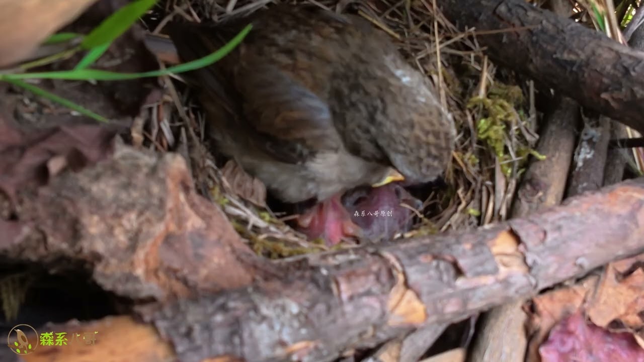 The cuckoo pushed the chick out, but it fought back and returned home.杜鹃鸟把小鸟推出鸟窝，顽强的小鸟没有放弃，自己爬回家