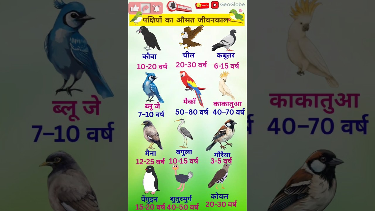 Average Lifespan of Birds | How Long Do Parrots, Crows | #geoglobe
