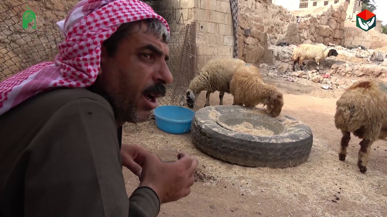 قصص نجاح المستفيدين من مشروع دعم سبل المعيشة   الأغنام