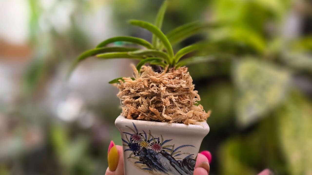 Neofinetia Falcata,  cultivo tradicional,  vanda samurai, fukiran