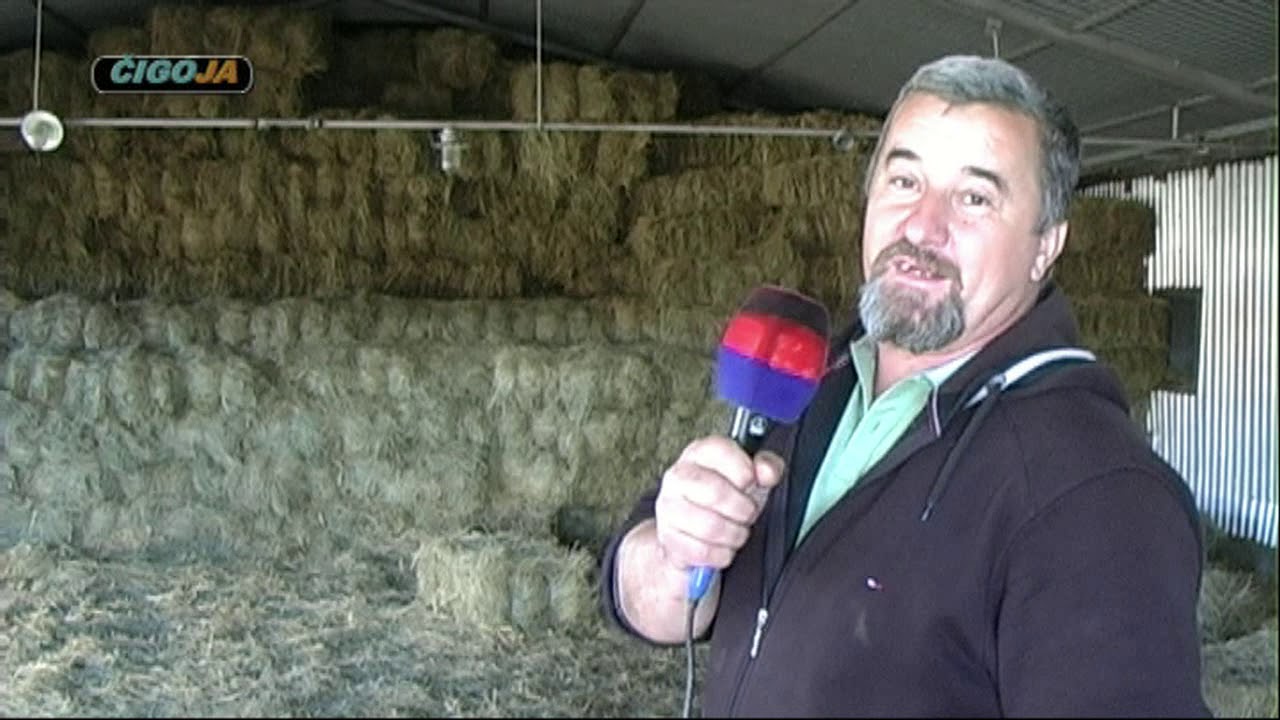 OVCE BRAKE MEVICA NAJBOLJE U REGIONU I SIRE CAZIN 2019 /SHEEP BiH/