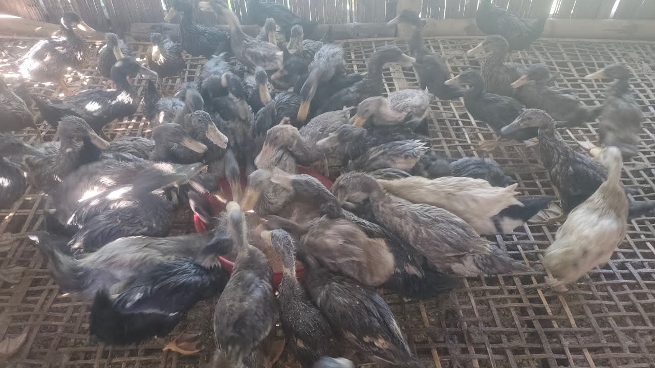 Duck Chicks farming 🦆🦆🦆🦆