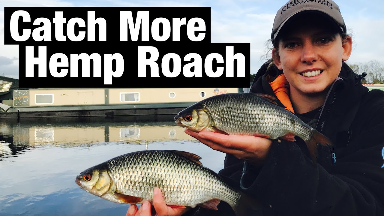 How To Catch More HEMP Roach - Stainforth & Keadby Canal Thorne
