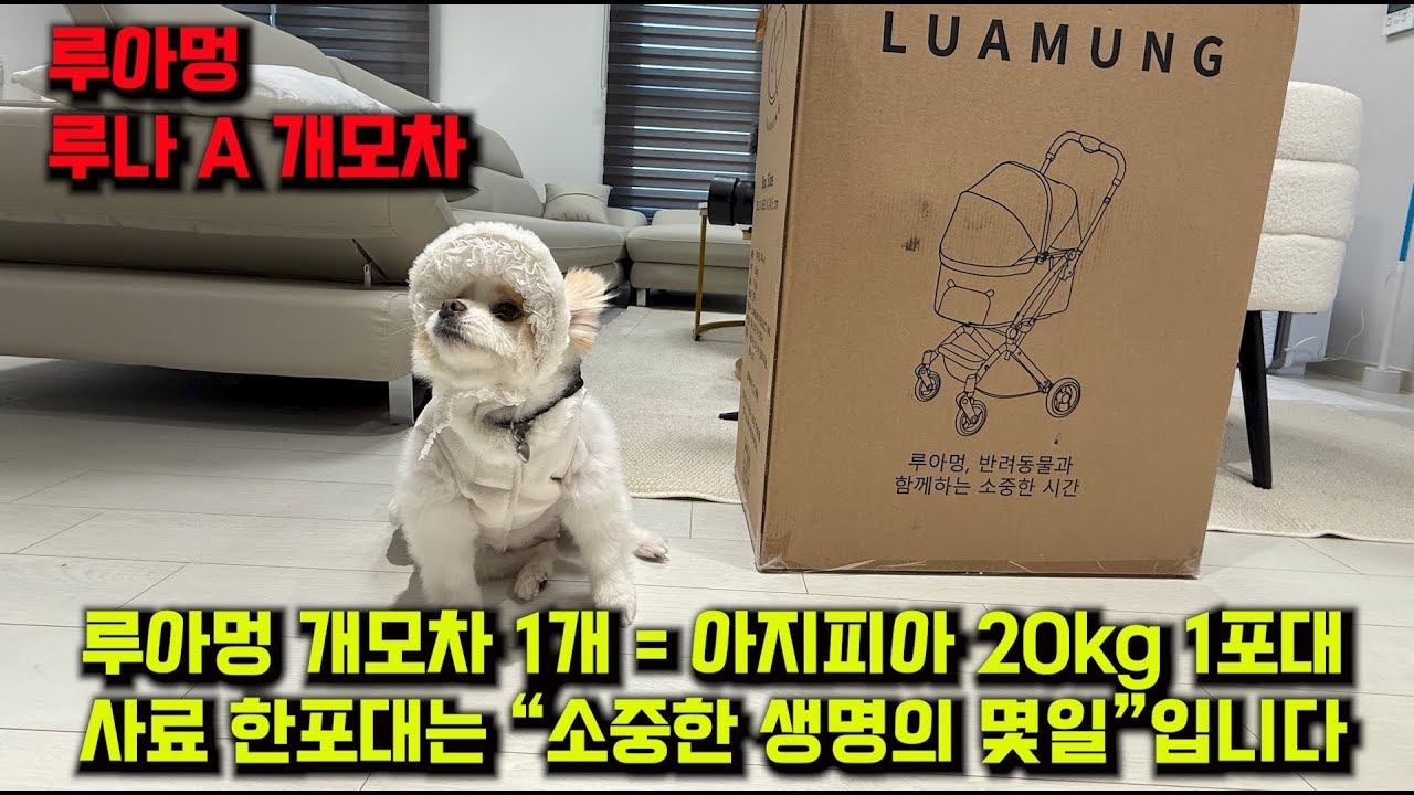 개모차 1대= 사료 20KG 1포 기부/ 이건 쇼핑이 아닙니다.아이들을 지킬수 있는 가장 쉬운 방법/  1월 23일 저녁 소통 라이브 방송