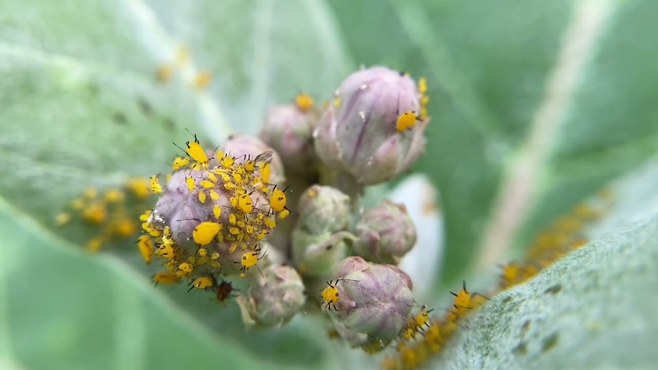 Oleander aphids reacting together