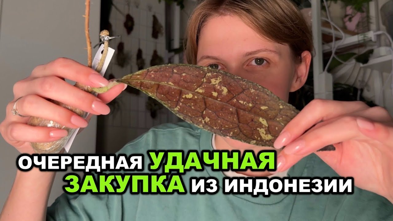 ХОЙИ из ИНДОНЕЗИИ | МИНИ-РАСПАКОВКА
