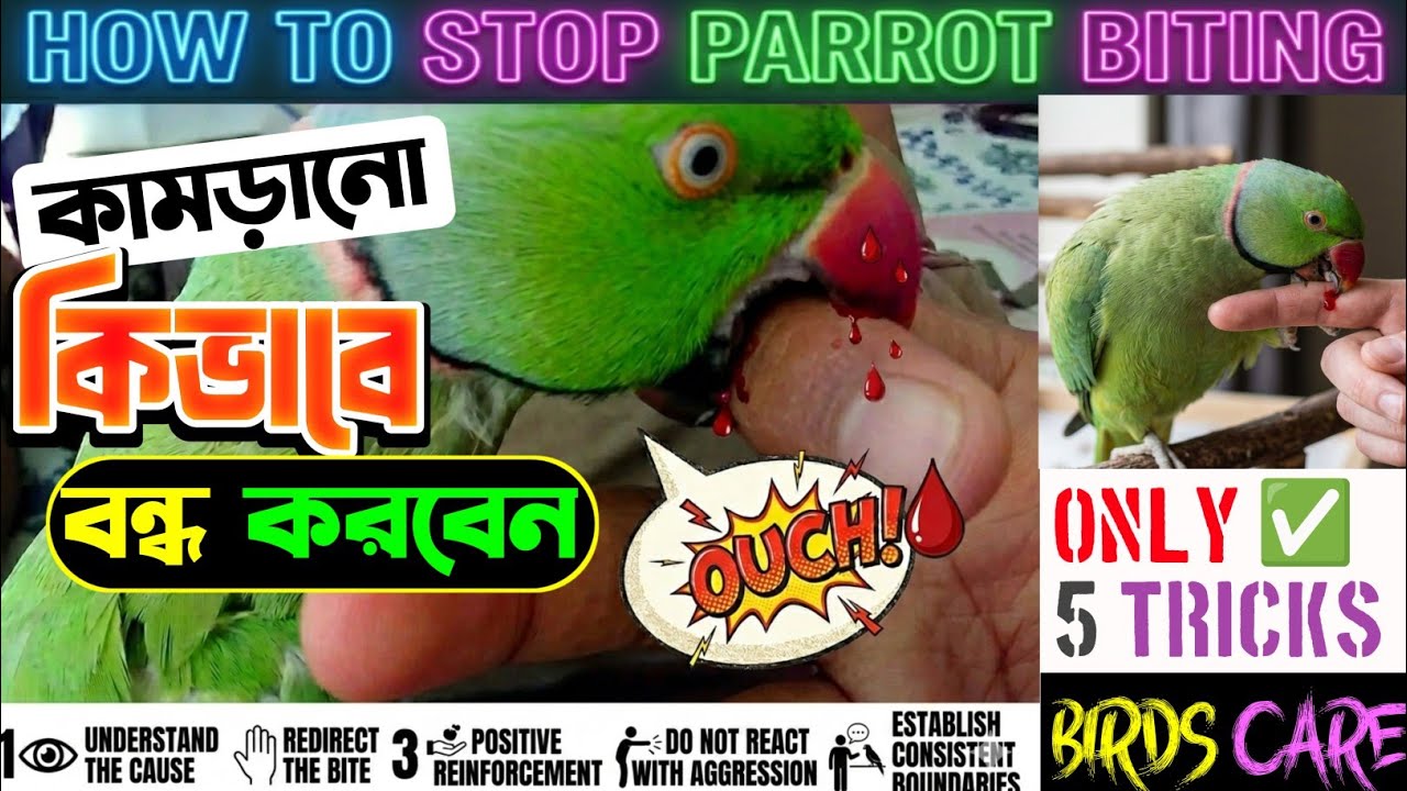 🦜টিয়া পাখির কামড় বন্ধ করবেন কিভাবে? ১০০% কার্যকর পদ্ধতি! ৫ মিনিটে বদলে যাবে অভ্যাস!