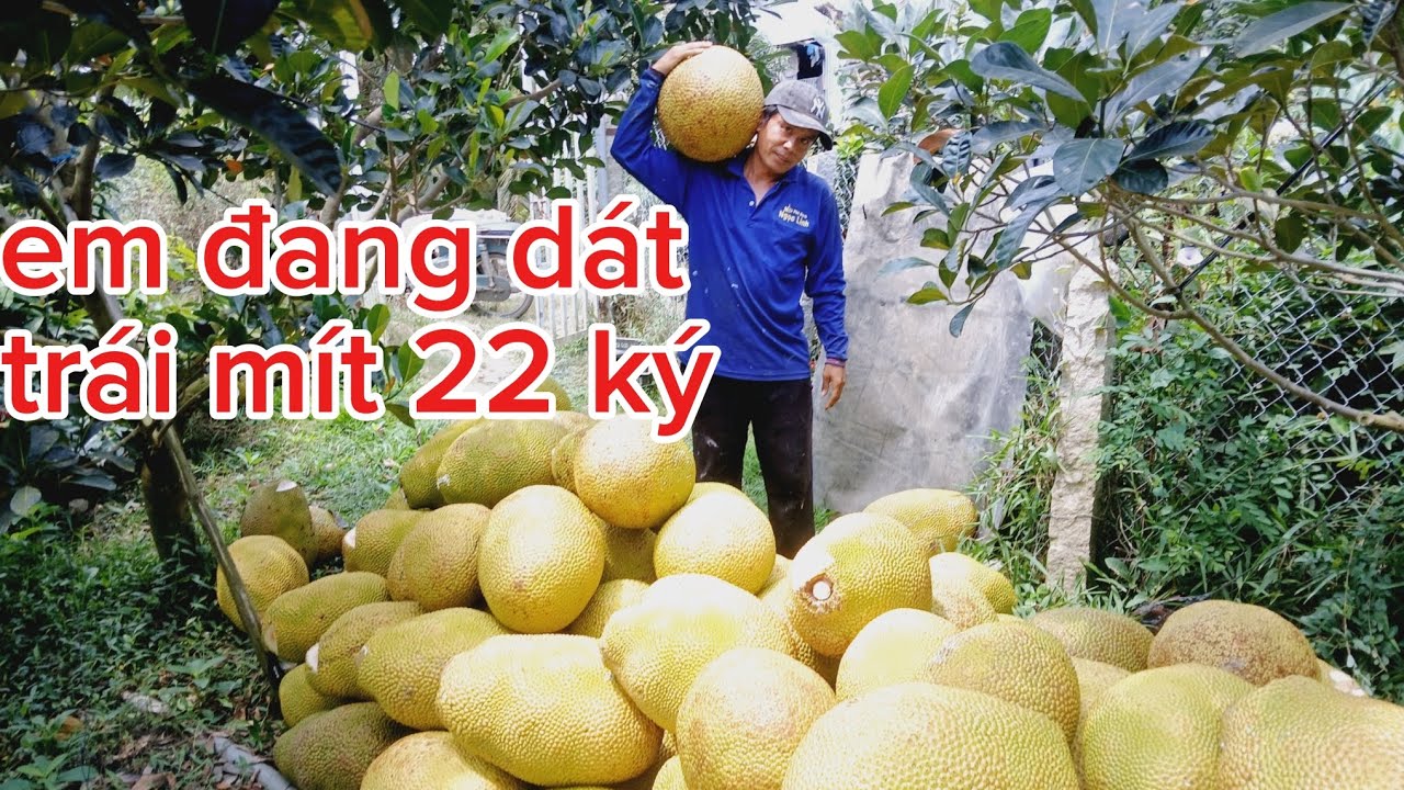bữa nay mình tới cử cắt mít . giá mít 37 ngàn 1kg loại một /8/1/2026