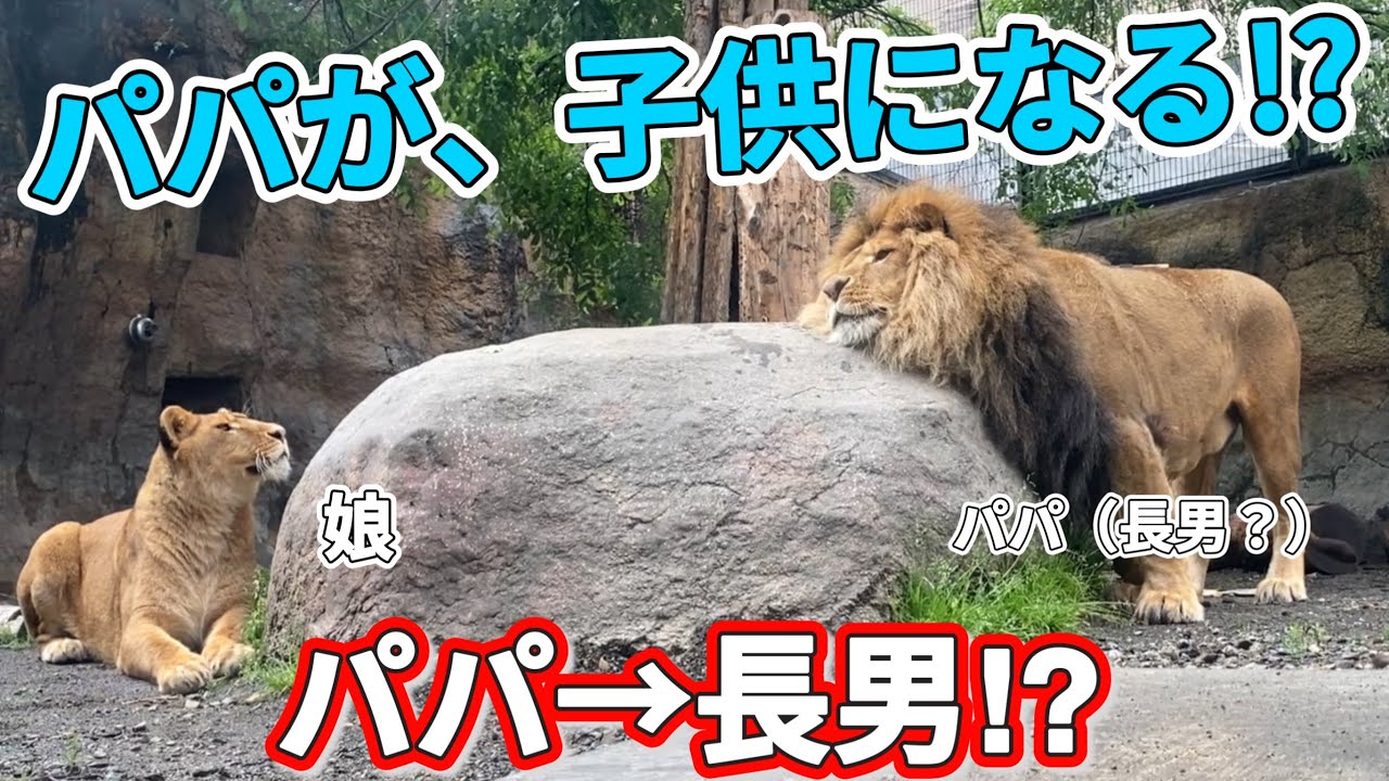 《旭山ライオン＆トラ》大変！パパが子供になった。やんちゃオリト復活の日。困る女子。オリトイオ＆ザリアファミリー/vol664Daddy has become a child!Lion＆Tiger