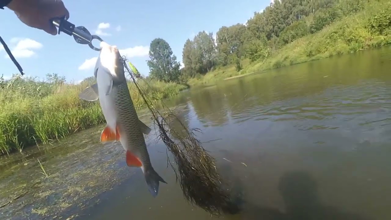 И снова  в работе поппер River2sea bobble pop 45
